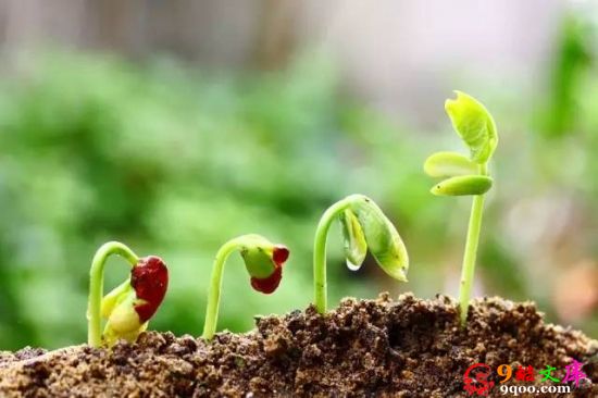 植物缺肥症状及对应的花肥沤制方法